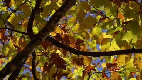 Hojas-Amarillas-Y-Textura-De-Ramas-De-árboles-En-Otoño,-Toma-Estática-Del-Fondo-Colorido