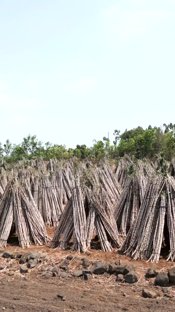 Sugarcane Harvest