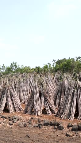 sugarcane harvest