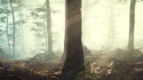 rays-of-sunlight-falling-into-a-misty-forest