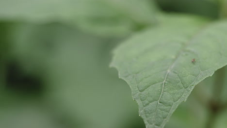 ant crawls around on a leaf on an overcast day