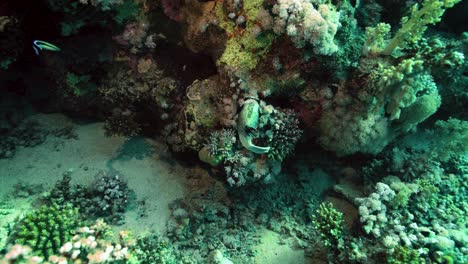 masked puffer fish hunting for food near coral reef - underwater shot
