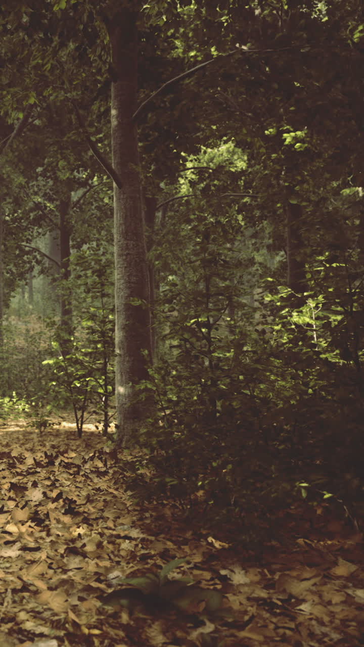 Sentiero nel bosco con alberi e foglie secche durante il giorno