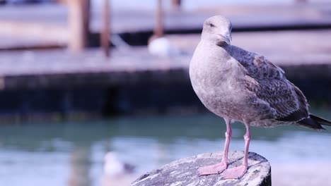 a seagull is perched on a tall post by the waters edge creating a beautiful scene. a young seagull is standing tall and proud on a weathered wooden post, overlooking the serene, calm water