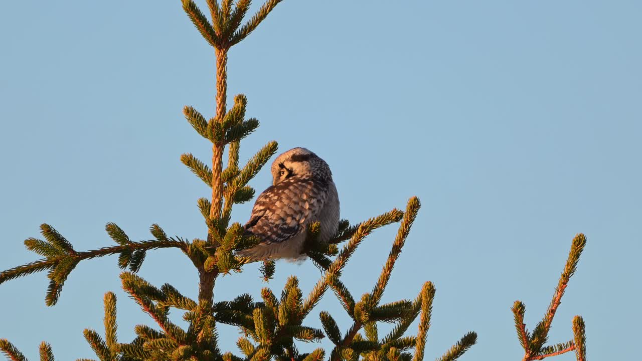 Northern Hawk Owl facing away from camera atop pine tree at golden hour turns head to stare at camera.