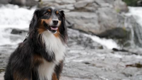 A-smiling-mini-Australian-Shepherd-sitting-with-rushing-water-in-the-background