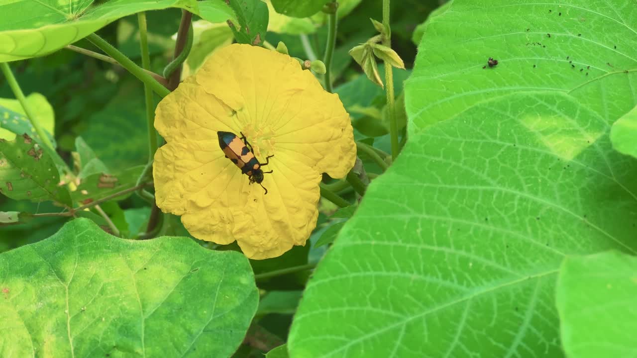Close-up of Aulacophora intermedia, an orange-and-black leaf beetle resting on a yellow gourd flower surrounded by green leaves, showing natural pollination behavior in a tropical farm ecosystem