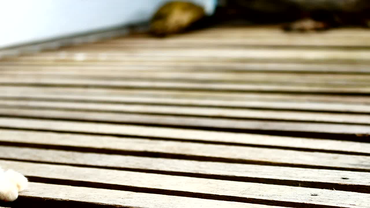 Baby cat licking Paws and fur to cleanning.