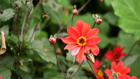 Dahlie-Bischof-Von-Llandaff-Blume