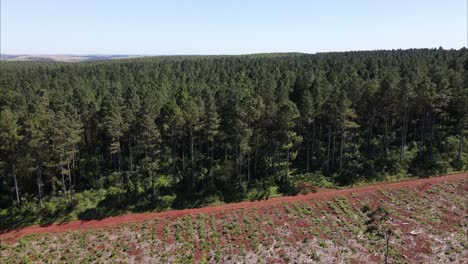 drone advancing over a pine reforestation field on province of misiones, argentina