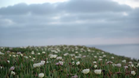 scenic view of a plant field in a cloudy day