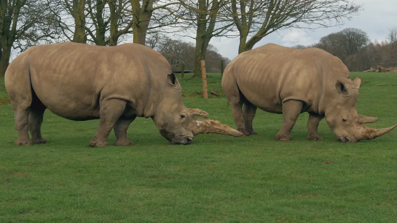 Two Rhinos Eat Grass. 4K 25fps Footage