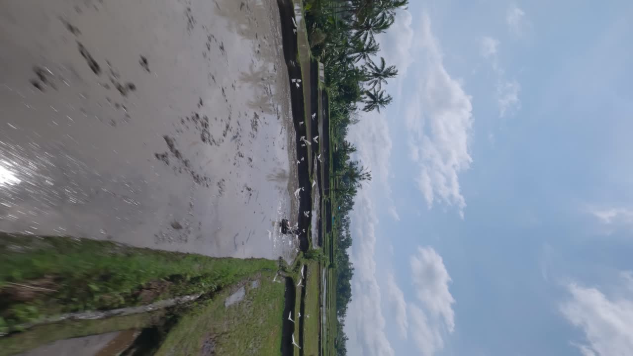 tiro de drone fpv en cámara lenta vertical de pájaros blancos volando sobre las terrazas de arroz en bali