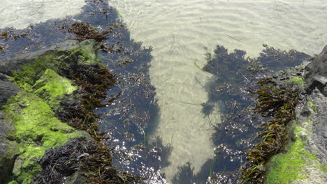 Eine-Masse-Von-Algen,-Die-Sich-Mit-Den-Gezeiten-Des-Ozeans-Bewegt