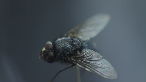 mosca capturada en primer plano macro en detalle dentro de la niebla en movimiento y la ola de humo blanco con alas capturadas a 60 fps