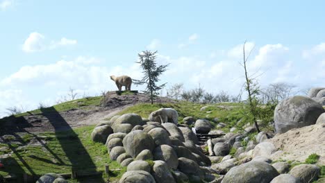polar bear on the hilltop while the other one walking on the rocks