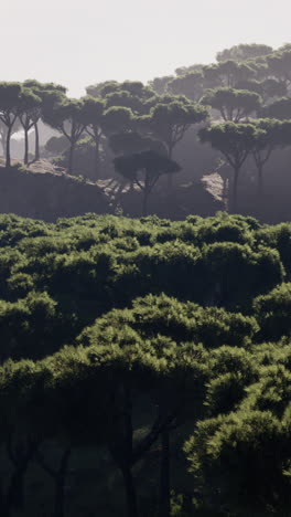 misty mountain forest