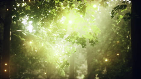 un bosque lleno de muchos árboles cubiertos de luces