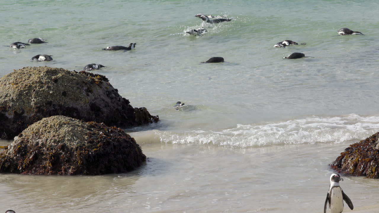 colonia de pingüinos africanos y uno de ellos va a nadar, en la playa de boulder, península del cabo, sudáfrica