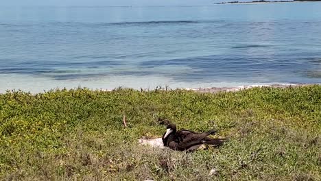 Tilt-up-reveal-Brown-Booby-Bird-sula-sula-on-nest,-beachfront-caribbean-sea-Los-Roques-island