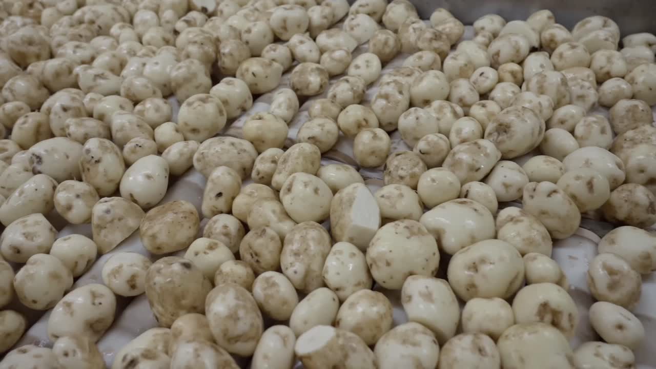 Peeled potatoes move on a conveyor belt