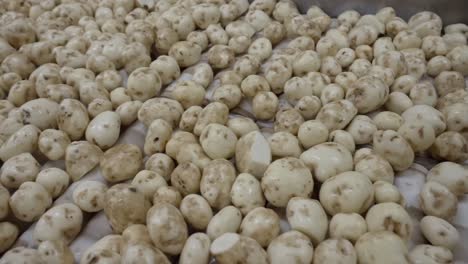peeled potatoes move on a conveyor belt
