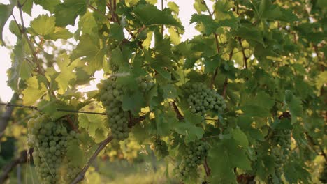 traking shot of a grape in italy with sun reflecting