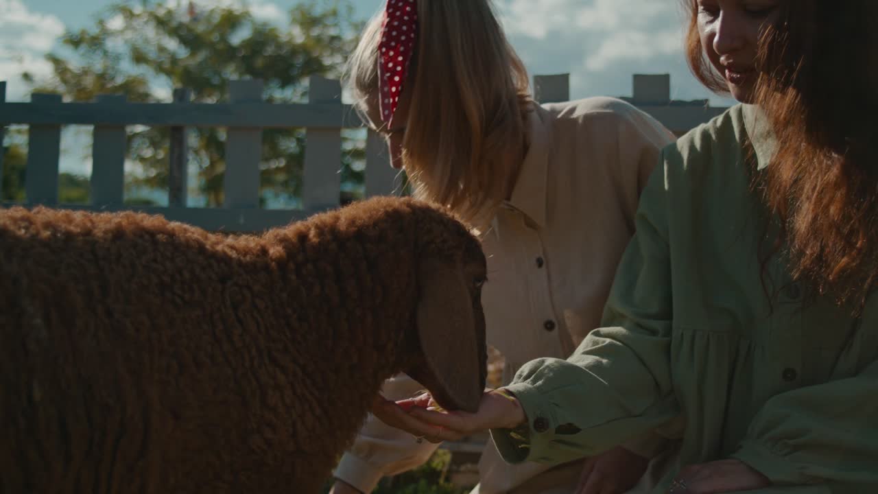 Girls Feeding a Sheep
