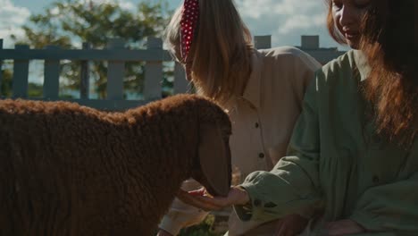 girls feeding a sheep