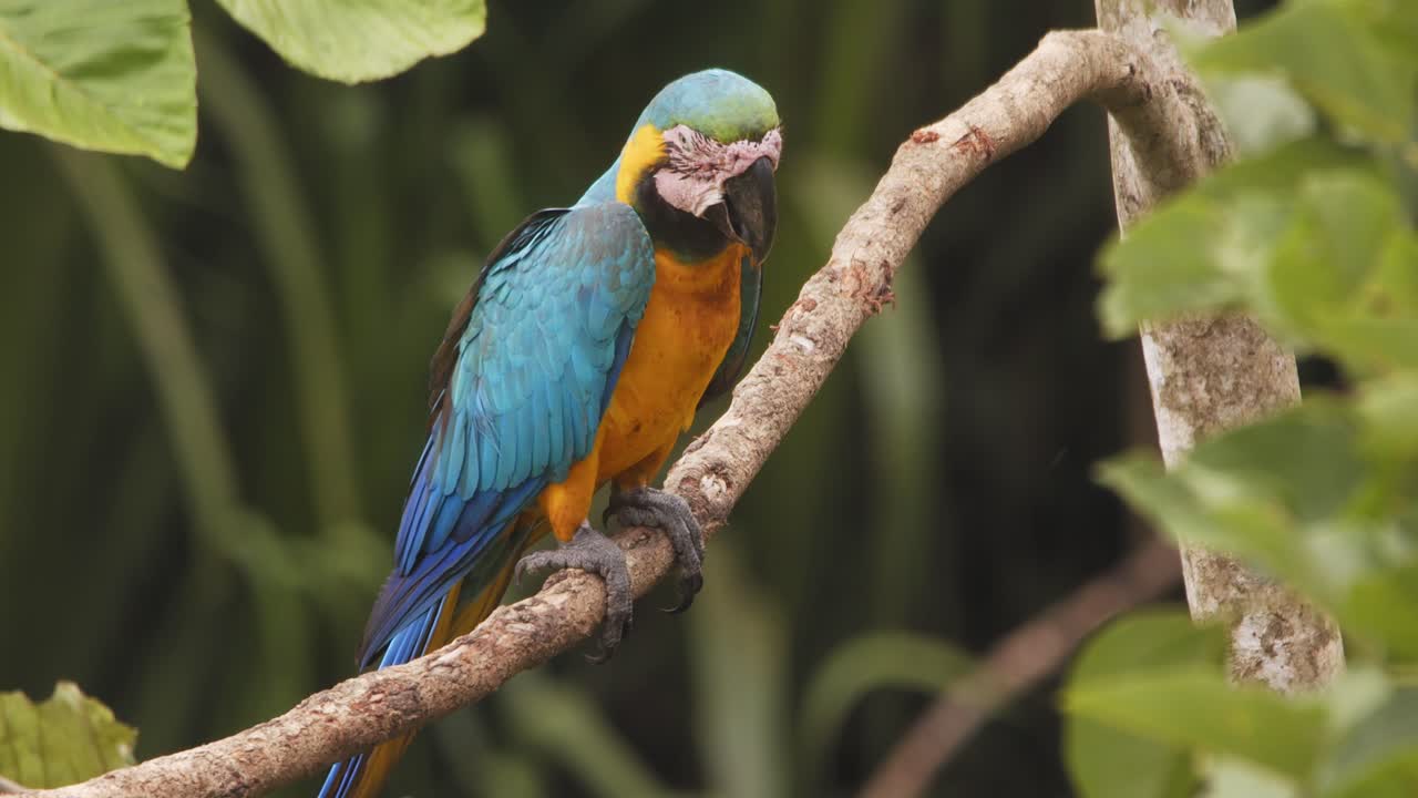 Stunning closeup of blue-and-yellow macaw walking sideways on perch in Peru’s rainforest jumps down on a lower branch