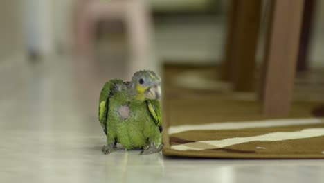 green yellow baby parrot of 2 months walking around on tiles, looking around curious