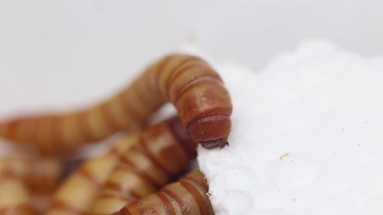 Close de um bicho-da-farinha gigante, Zophobas morio, comendo poliestireno