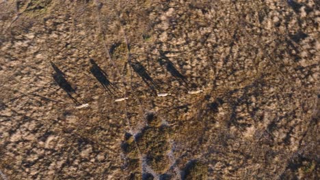 aerial top down shot of zebra group running on dry landscape of africa. sunny day in serengeti national park, tanzania.