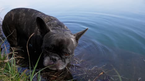 french bulldog stands on the shore of a lake up to the body in the water looks and turns around