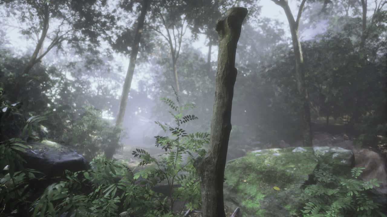 Misty forest with lush greenery under soft morning light in a serene setting
