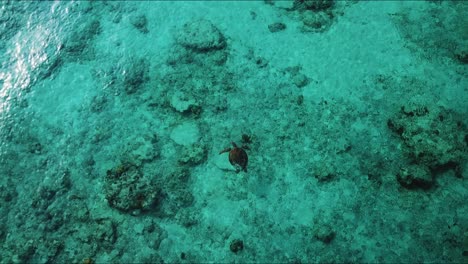 Turtle-Swimming-in-Crystal-Clear-Water-right-off-of-Gili-Trawangan