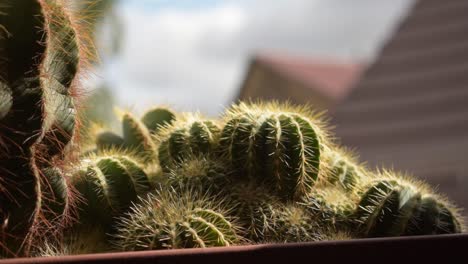 jugando con el foco en un cactus