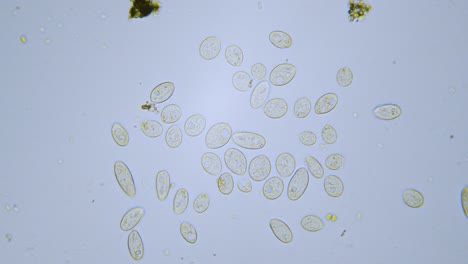 organismos unicelulares de paramecio en microscopio de campo claro