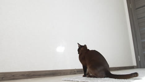 adorable playful young kitty indoor playing. attractive dark cat playing with sunlight.