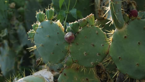close-up of prickly pear cactus with developing fruit