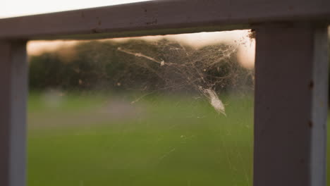 las telas de araña en la valla al atardecer en primer plano extremo. tejiendo un tapiz brillante que atrapa los tonos dorados del cielo nocturno. fenómeno natural contra el prado borroso