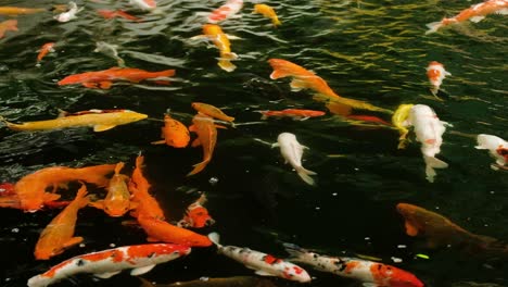 Schöne-Koi-Fische-Schwimmen-In-Einem-Wassergarten