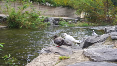 bird prepares to fly at the stream