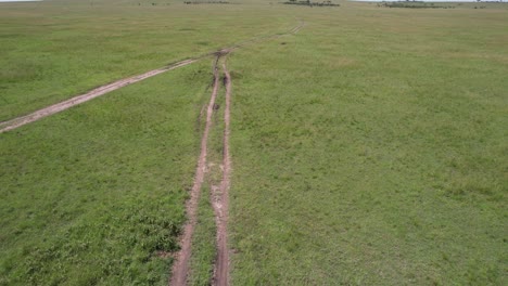 cheetah crossing the road in maasai mara, kenya