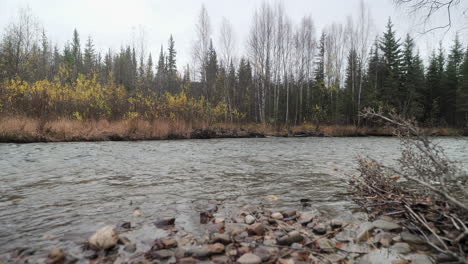 the shore of the chena river near the chena hot springs in alaska with fall colors