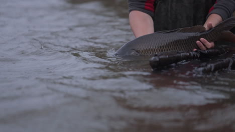 Fisherman-is-releasing-a-large-carp-fish-back-into-the-river,-sport-fishing-ethics