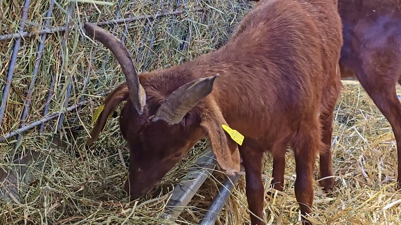 Close up of a goat feeding on hay in a farm enclosure with natural animal behavior