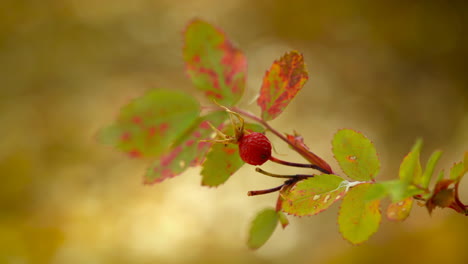 Rose-Hip-And-Colorful-Leaves-During-Autumn.-closeup
