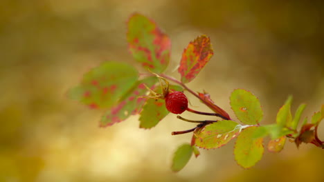 Rose Hip And Colorful Leaves During Autumn. closeup
