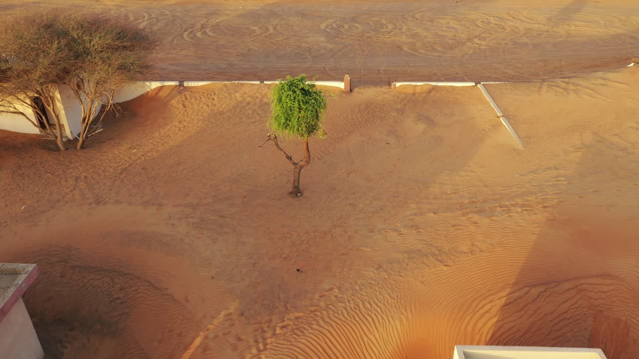 un hermoso árbol verde en medio de la arena del desierto en un pueblo abandonado